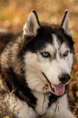 Walking with your favorite husky dogs in the park in autumn. Autumn walk in the park with your dog.