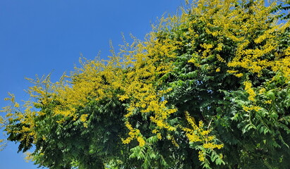 Golden rain trees (Koelreuteria paniculata)