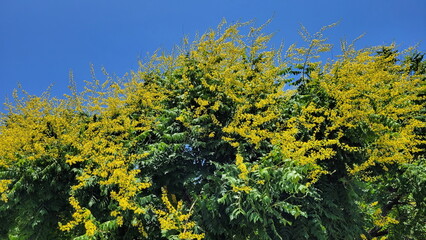 Golden rain trees (Koelreuteria paniculata)