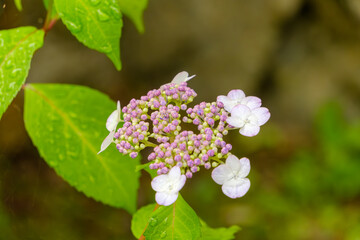 雨に濡れたガクアジサイのつぼみと花びら