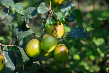 A mature plum tree bows under its abundant fruit. Gnarled branches