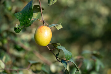 A ripe plum hanging on a tree with a small green leaves