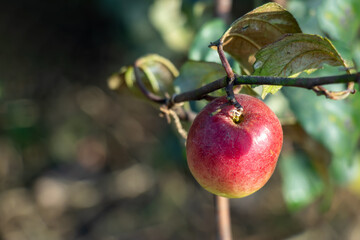 A single, ripe red plum hangs from a branch, plum a vibrant color