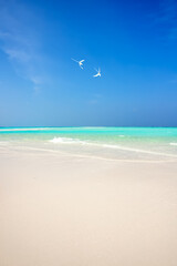 Idyllic tropical beach with white sand, perfect turquoise water and white birds in the blue sky