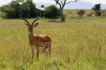 December 4, 2008
Maasai Mara National Reserve, Kenya
An impala is standing in the African savanna.