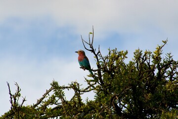 17 December, 2008
Maasai Mara National Reserve, Kenya
A Lilac-breasted Roller (Coracias caudatus) in a tree.
