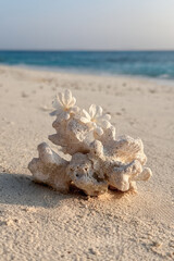 coral on sand at the beach