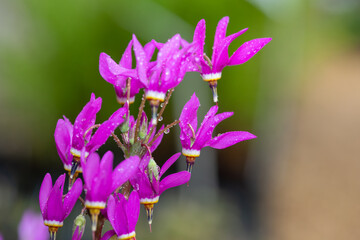 Obraz premium Shooting star (primula meadia) flowers in bloom