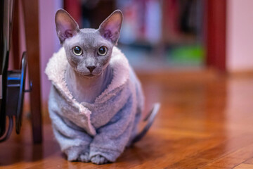 Egyptian bald cat on floor in robe