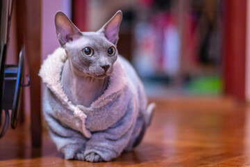 Egyptian bald cat on floor in robe
