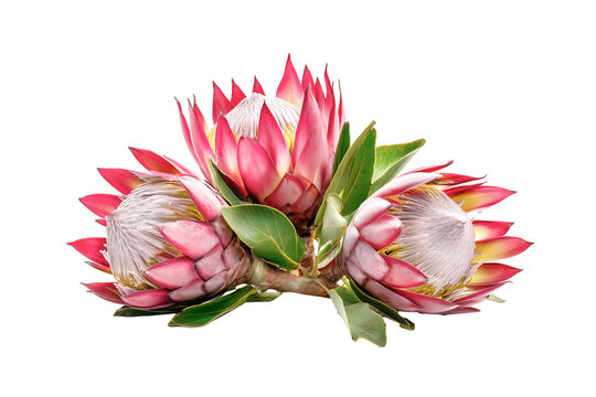 Stunning king protea isolated on transparent background