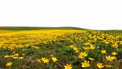 Obraz premium spring field with yellow flowers isolated on white