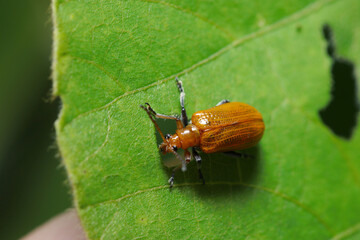日本で急増中の中国産外来種クズクビホソハムシがクズ植物を穴だらけにして食い荒らす姿（自然環境下昆虫類マクロ撮影）