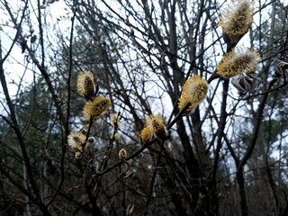 Delicate Willow Catkins in Spring Forest