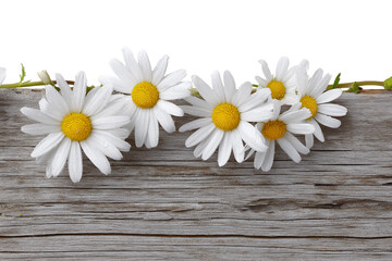 Obraz premium cluster of vibrant white daisies isolated on white background