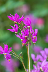 Obraz premium Shooting star (primula meadia) flowers in bloom