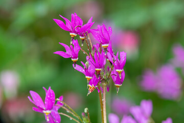 Shooting star (primula meadia) flowers in bloom