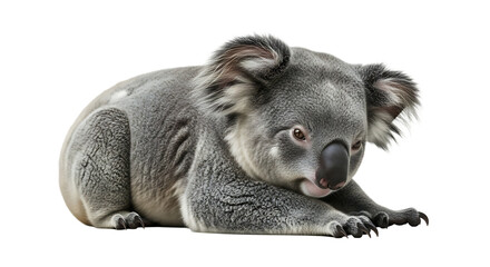 Resting Koala on White Background in Studio Shot