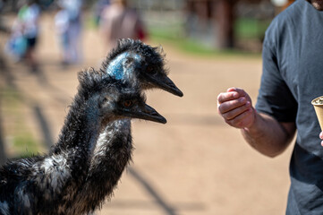 Emus curiously approach a visitor for treats in a sunny outdoor setting