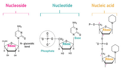 Nucleoside, Nucleotide, and Nucleic Acid Formation Molecular Diagram – Biology and Biochemistry Infographic