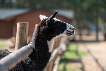 Llama stands by wooden fence in sunny animal farm setting during daytime activity
