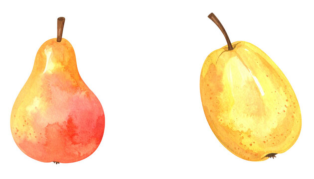 洋ナシとカリンの水彩画イラスト