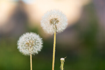 Fotografía de dos dientes de león y uno marchito