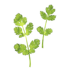 Delicate watercolor illustration of two fresh green cilantro sprigs painted in a botanical style, isolated on a transparent background.