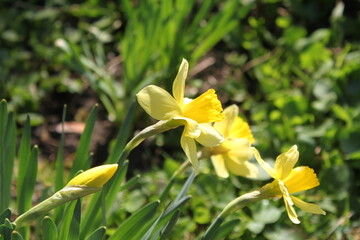 yellow daffodils in spring