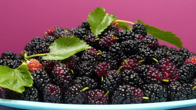 Mulberry berries lies on blue plate and rotates on pink background. Mulberry - fruit tree whose fruits have many beneficial properties. Morus, genus of flowering plants in family Moraceae