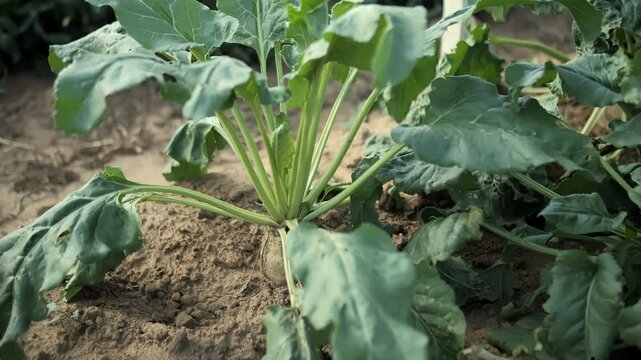 Closeup of sugar beet plant growing in soil
