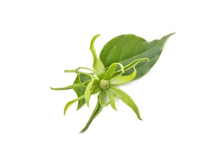 Ylang ylang flower and leaf (Cananga odorata) isolated on white background 