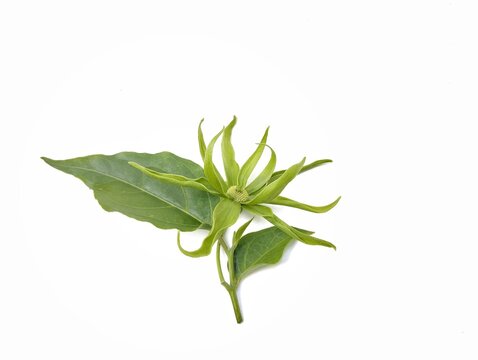 Italiya ayollar bilan porno Kleopatra porno onlayn hd