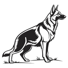 Black and white German Shepherd stands attentively on the grass, observing its surroundings quietly