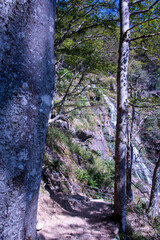 Panoramic summer view over the lush green hills and dense woodland of Germany’s Black Forest, seen from Sommerberg near Bad Wildbad.