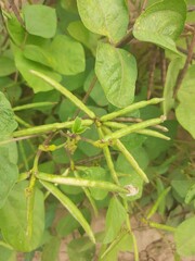 praying mantis on a flower