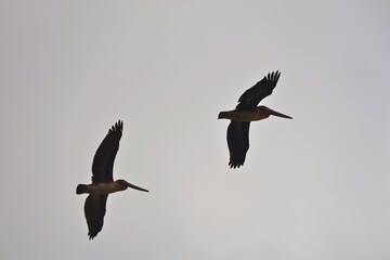 Brown Pelicans Flying high in the cloudy sky