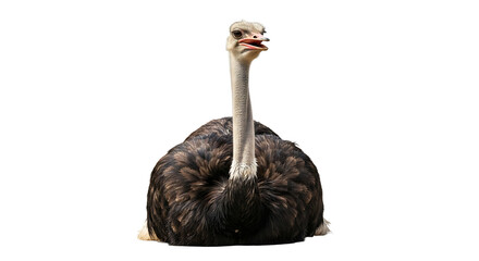 Resting Ostrich on White Background Bird Looking Up