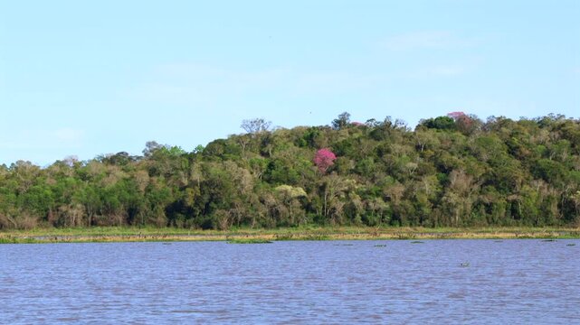 Calm R&iacute;o Yabebiry riverfront in front of the rainforest jungle with Lapacho tree near shoreline, San Ignacio, Misiones, Argentina.