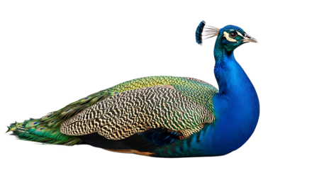 Resting Bird with Vibrant Plumage Isolated on White