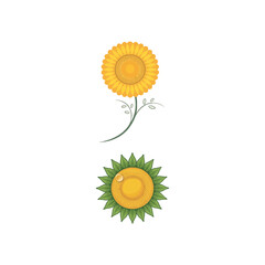 Sunflowers on white background.