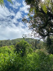 Greeting Nature Behind the Forest's Canopy