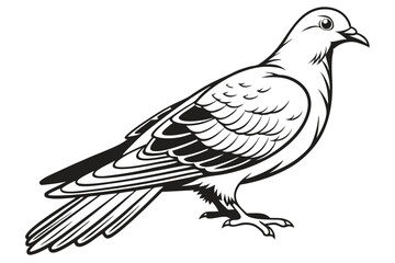 Monochromatic pigeon depicts its body with sharp lines and distinct feather details