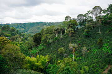 Lush hillside coffee farm in Salento, Colombia with tropical trees and Andean landscape © Jasmien
