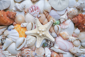Close-up of starfishes and tropical seashells. Studio shot of seashells. Assortment of seashells scattered on soft sand. top view seashell. summer background concept