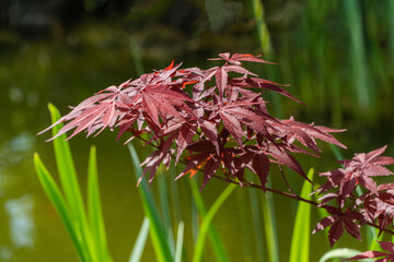 Delicate, reddish-purple leaves of plant Japanese maple against backdrop of green foliage creat...