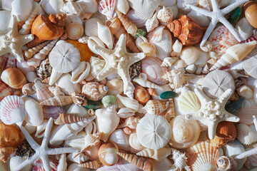 Close-up of starfishes and tropical seashells. Studio shot of seashells. Assortment of seashells scattered on soft sand. top view seashell. summer background concept