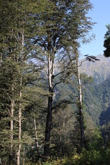 pine forest in winter