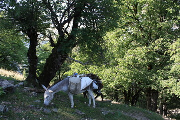 horse in the woods