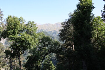 pine trees in the mountains